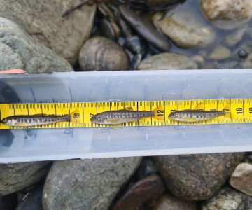 webRøyeØrretLaks_yngel_Ski23