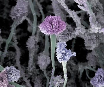 cropNVE_87_Afumigatus (1)