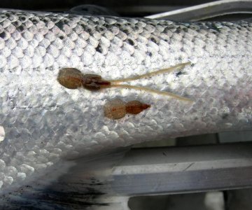 Lakselus hunn og precopula_foto Trygve Poppe