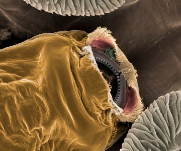 JWC_058_Lousemouth