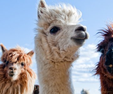 Alpakka_COLOURBOX5743311_til Vetinst.jpg
