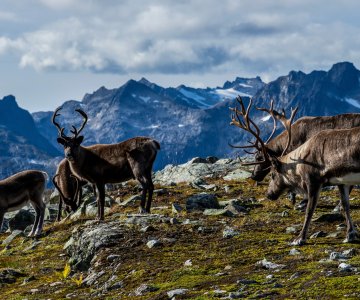 Rein på Kvaløya ved Tromsø foto Gaute Bruvik (4)
