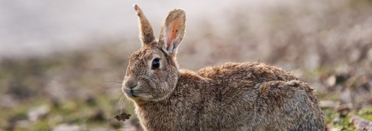 Status for kaningulsott 