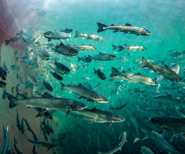 Laks-i-merd-13-10-2014_2_web