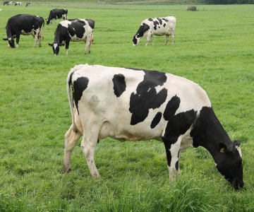 webHolsteinkyr_COLOURBOX11267934