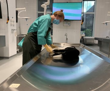 Første obduksjon på Ås_hund