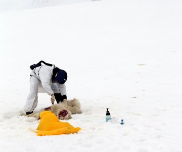 20260825_VI_HPAI_isbjørn