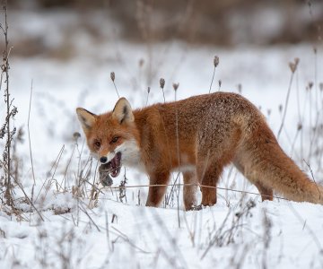 webCOLOURBOX36887875 (1)