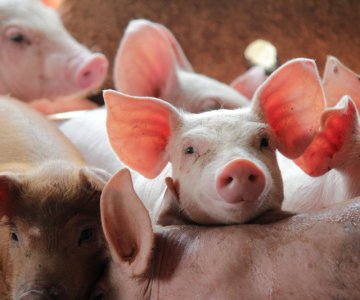 GRIS PÅ BÅS_shutterstock_1078057163