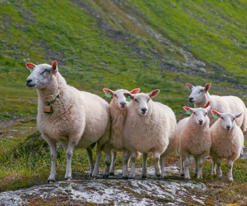 sau - COLOURBOX24651010_web