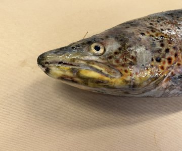 Bildet syner hovudet til ein av hunderøyene som vart undersøkt – typiske funn ved UDN inkluderer gråkvite eller mjølkeaktige hudforandringar, særleg på hovudet og ryggen, ofte med sårdanning og nekrose. Foto: Åse Helen Garseth, Veterinærinstituttet