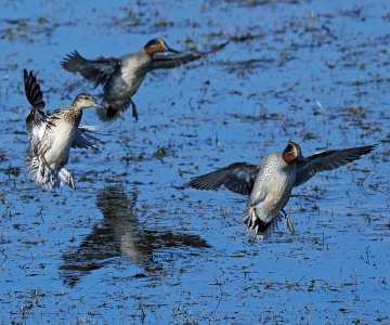 20251105_HPAI_Krikkand_Colourbox