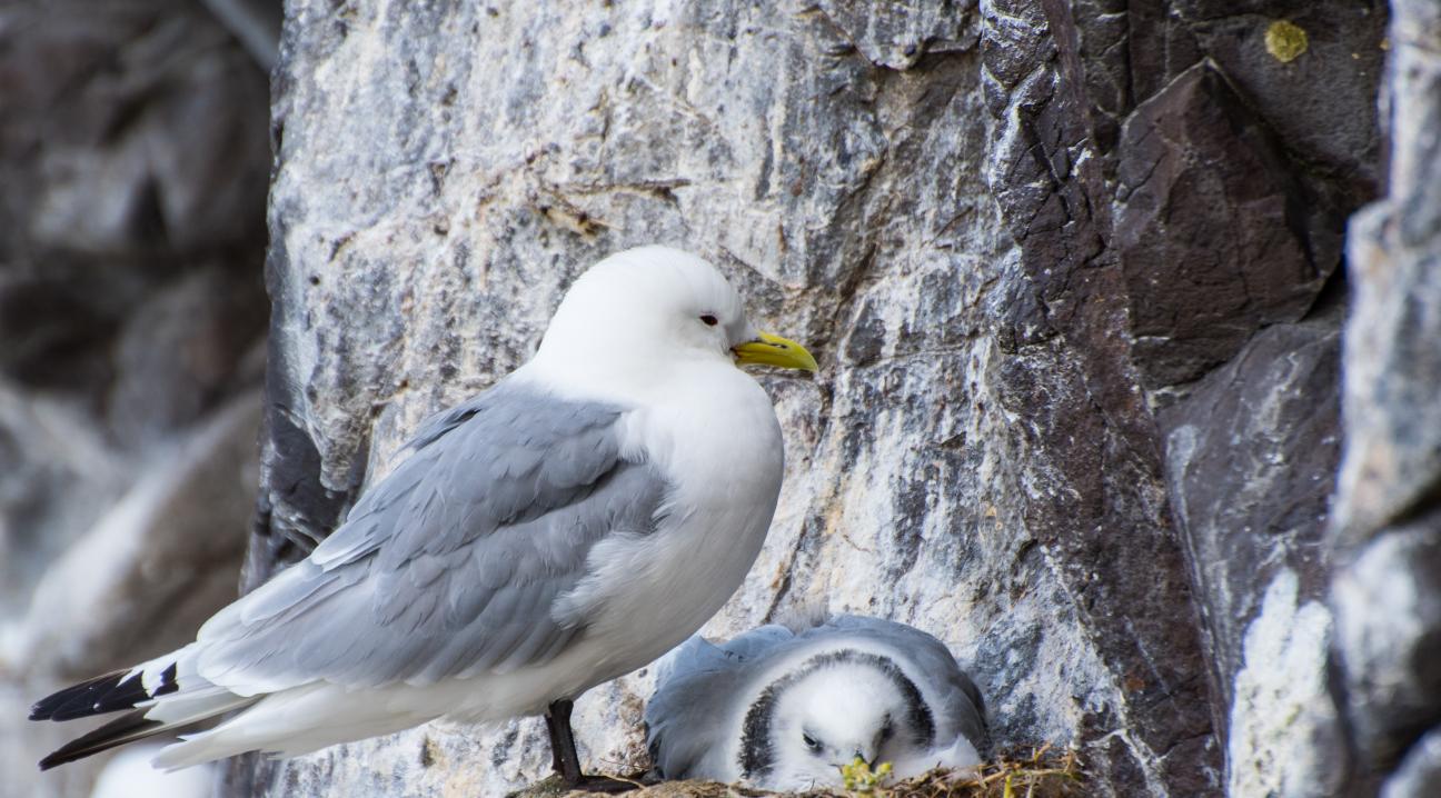 Status fugleinfluensa hos villfugl