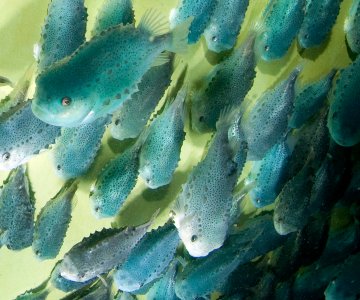 Rognkjeks UW photo Rudolf Svendsenrsv108cd107 (1)_crop