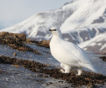 webSvalbardrype vinter, foto Audun Hokholdt, Norsk Polarinstitutt 