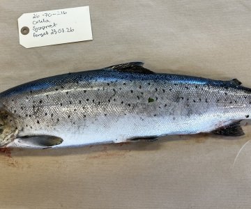 26-70-216 SØ Orkla side ÅHG