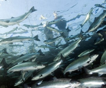 Fiskevelferdsseminar 24. september 2018