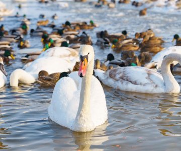 20250325_HPAI_statusrapport_svaner_web