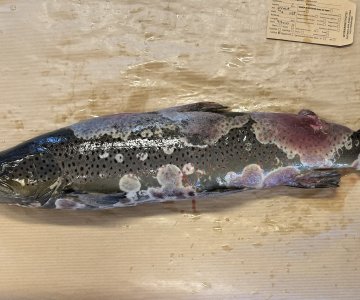 Hel fisk_saprolegniose_ foto_Åse Helen Garseth_VI