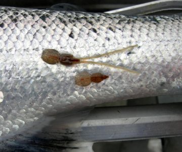 Lakselus hunn og precopula_foto Trygve Poppe