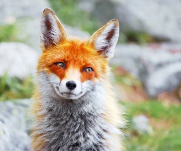 Rød rev - Enchinococcus multiocularis in red foxes  - COLOURBOX8749105