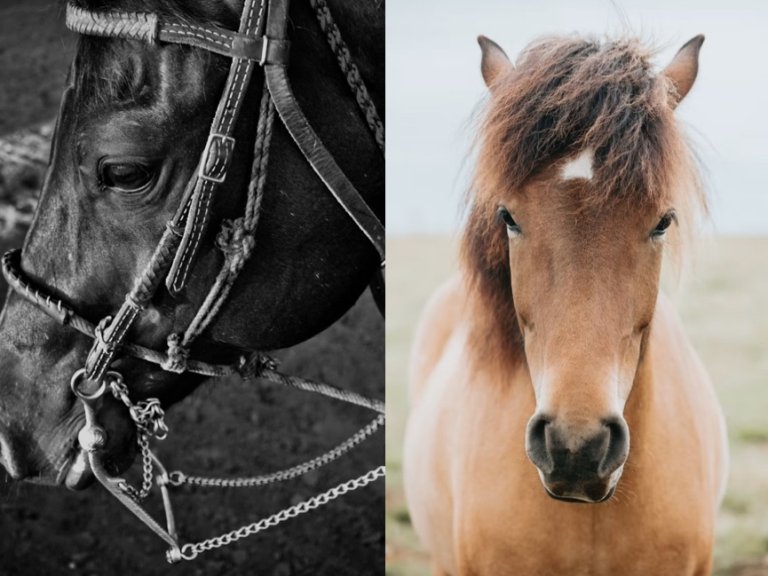Hester. Foto: 