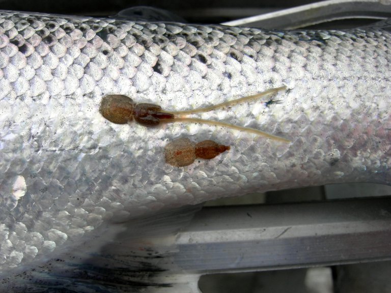 Lakselus som sit på laks. Foto: Trygve Poppe.