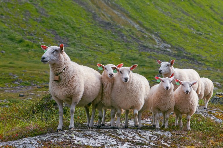 Illustrasjonsfoto: Colourbox