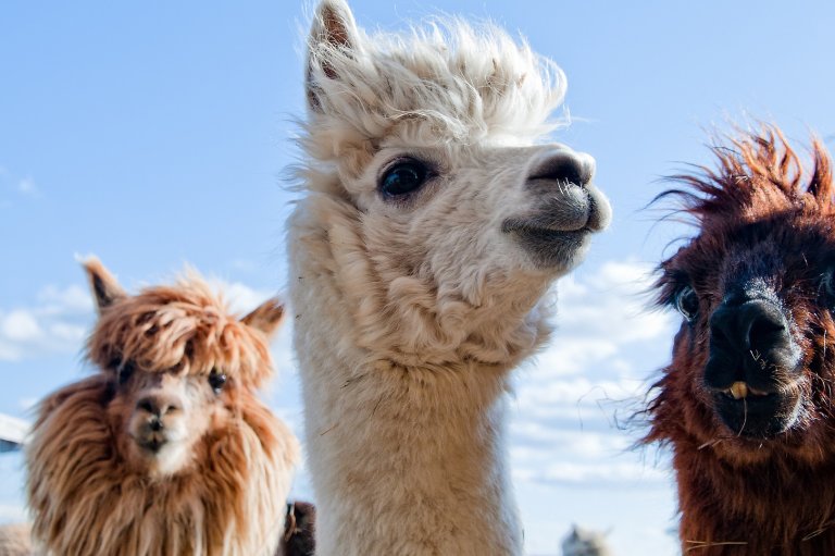 Illustrasjonsbilde: Colourbox