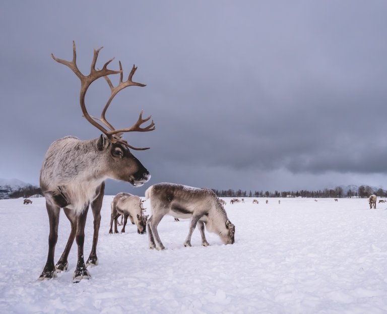 Tamrein. Foto: Shutterstock