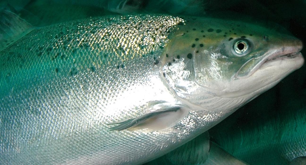 Infeksiøs lakseanemi utbrudd og statistikk