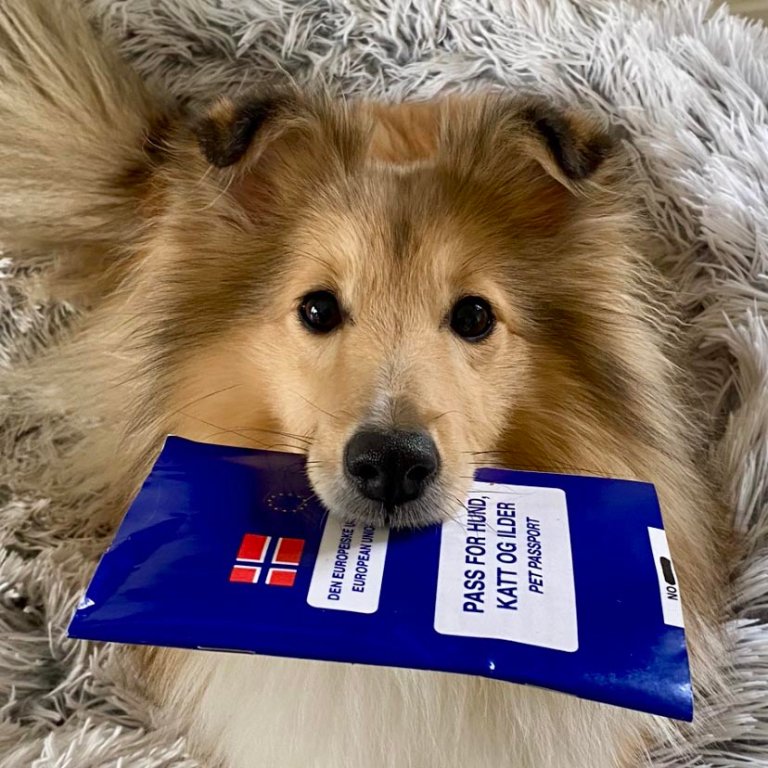 Hund med reisepass i kjeften