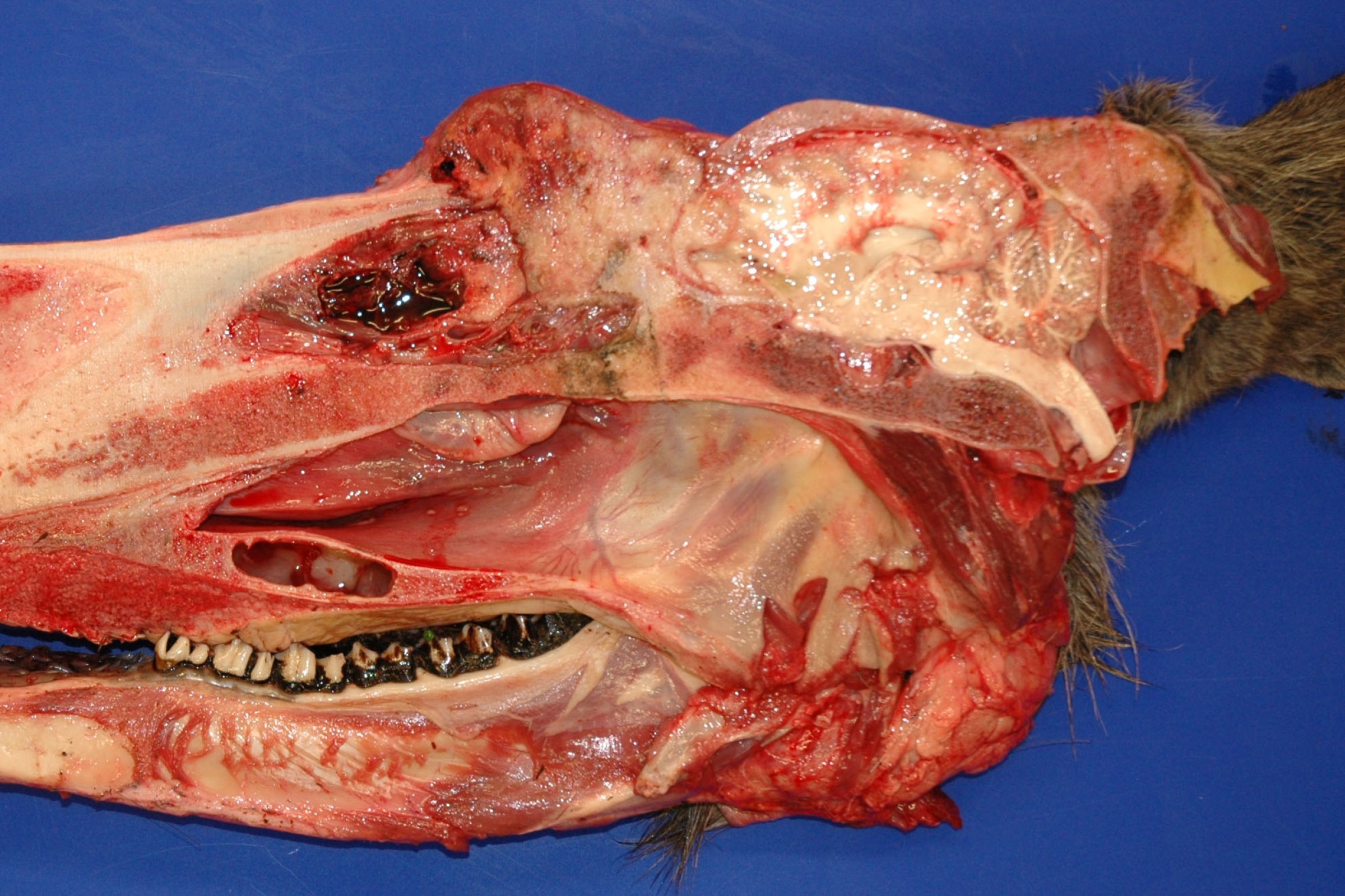Bildet viser et kløyvd hode fra en eldre, avmagret elgku med silbeinssvulst. Svulstmassene kan sees som et rosa til mer rødlig vev bakerst i nesehulen som har bredt seg gjennom beinvevet på neseryggen , samt inn i fremre del av hjernen. Foto: Veterinærinstituttet