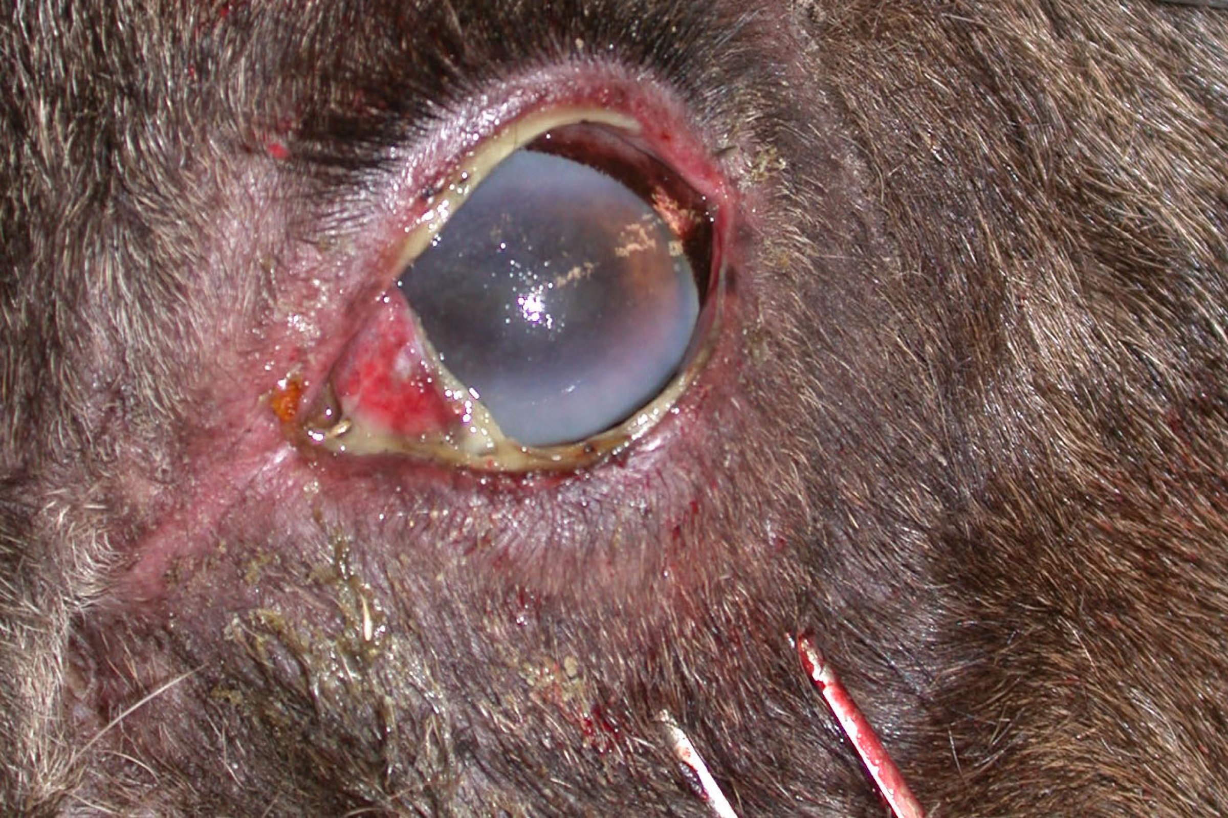 Øyeforandringer ved ondartet katarrfeber hos en elg: Hornhinna er blakket i ytterkantene, og man ser øyekatarr med rødme og verk (puss). Foto: Veterinærinstituttet