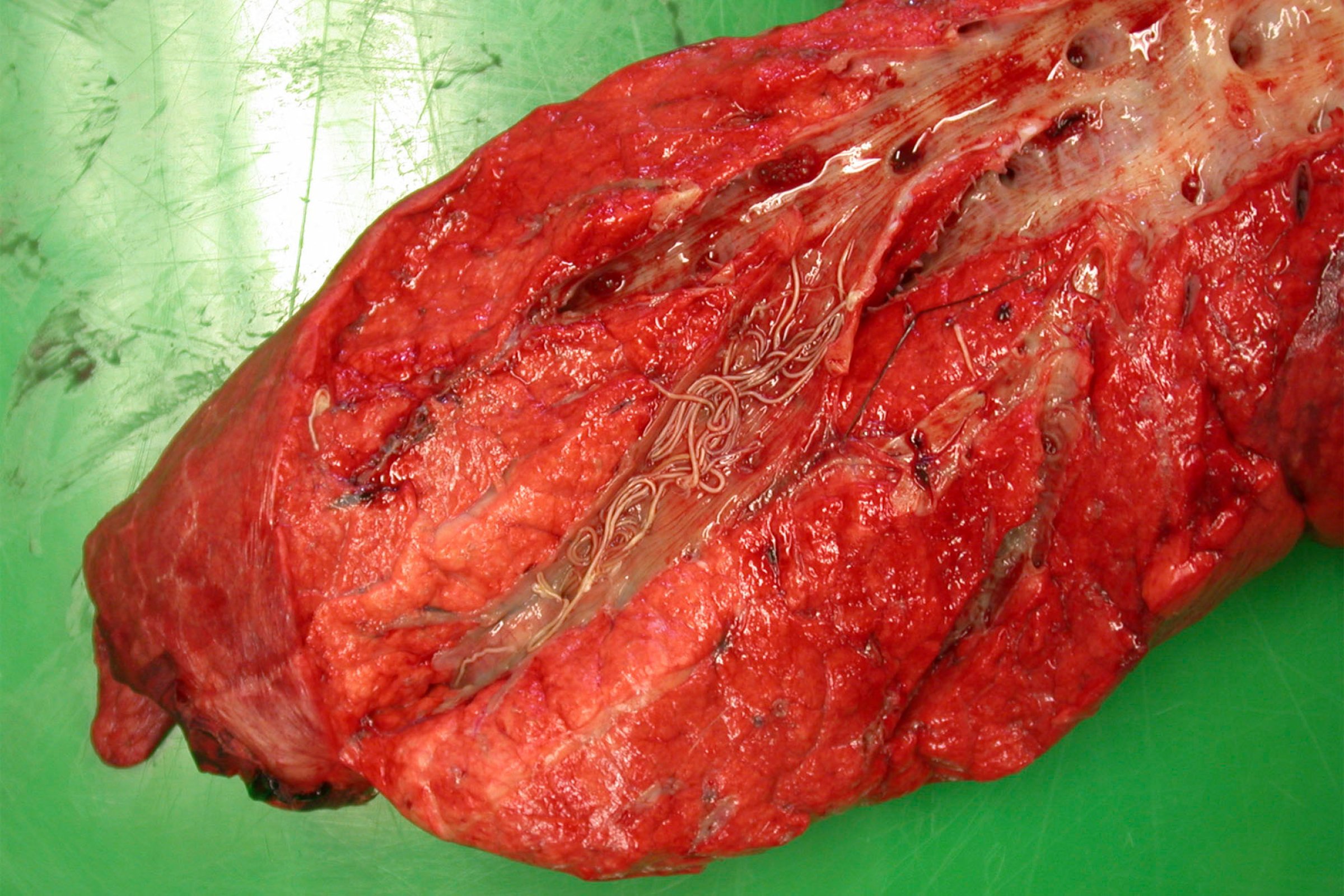 Bilete 2. Delar av lunge frå ein hjortekalv i dårleg kondisjon. Kveilar av den store lungemarken ligg i luftrøyrforgreininga, som her er klipt opp. Foto: Veterinærinstituttet