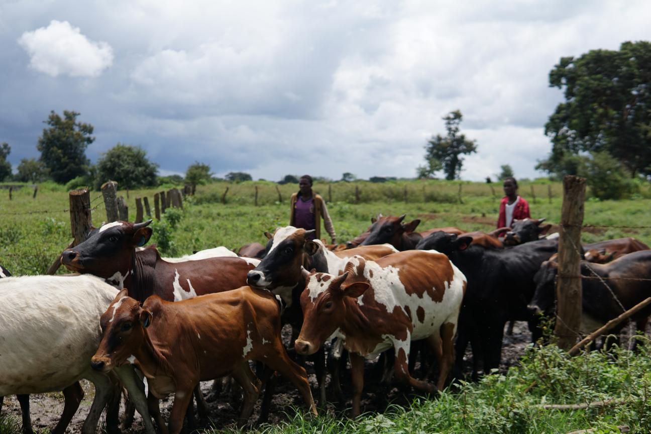 Collaboration with Norad and WOAH