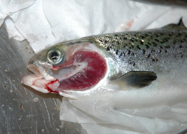 Fish with white patches on the gills caused by the amoeba Paramoeba perurans. Photo: Jannicke Wiik-Nielsen, Norwegian Veterinary Institute.