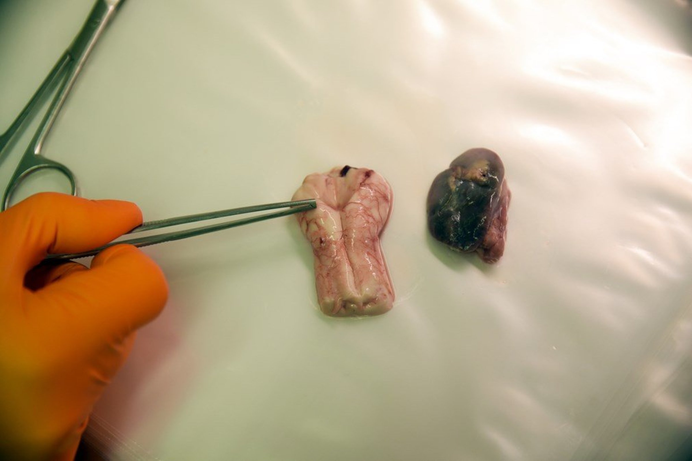 Example of what the samples from the brain (left) and lymph nodes should look like. Credit: Veterinary Institute