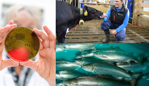 The Norwegian Veterinary Institute a key player in the EU initiative on animal health and welfare