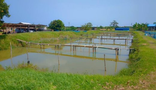 Improving fish health management in Ghana’s aquaculture industry