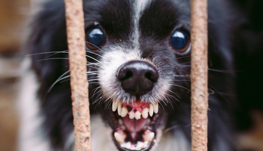 World Rabies Day