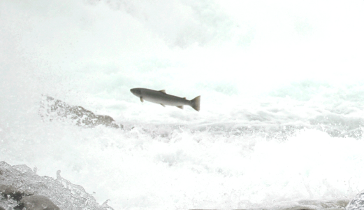 Salmon lice affect the number and age of wild salmon returning to spawn