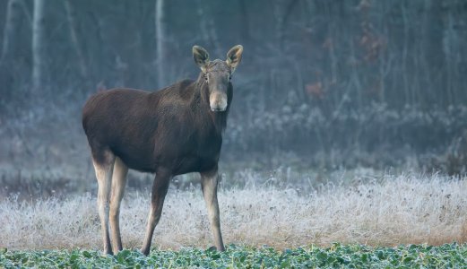 Prions in Sporadic Chronic Wasting Disease Found Spread throughout the Body in Moose and Red Deer