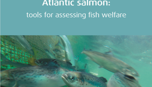 How to best assess farmed salmon welfare