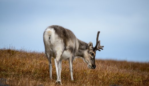 Chronic wasting disease detected in a female reindeer on Hardangervidda