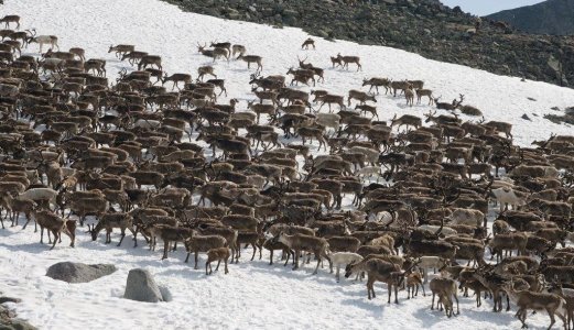 Surveillance and eradication effort towards CWD