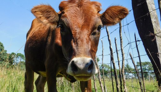 NVI signs a new collaboration agreement with ILRI - International Livestock Research Institute