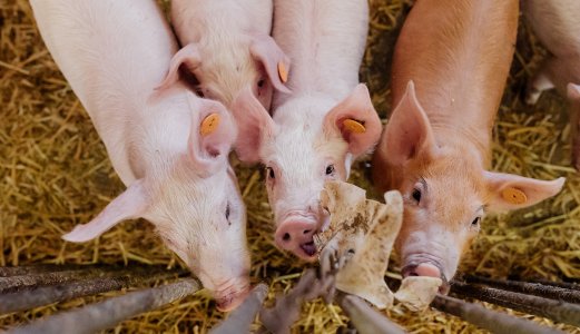 Two years without findings of MRSA in pigs