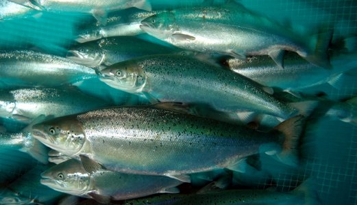 Fish Health Report for 2023