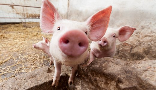 Infectious respiratory virus (PRCV) in pigs from Rogaland County